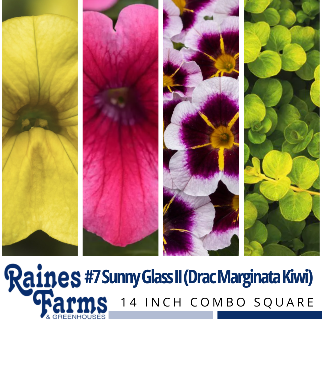 #7: Sunny Glass II (Drac Marginata Kiwi) 14 Inch Combo Square